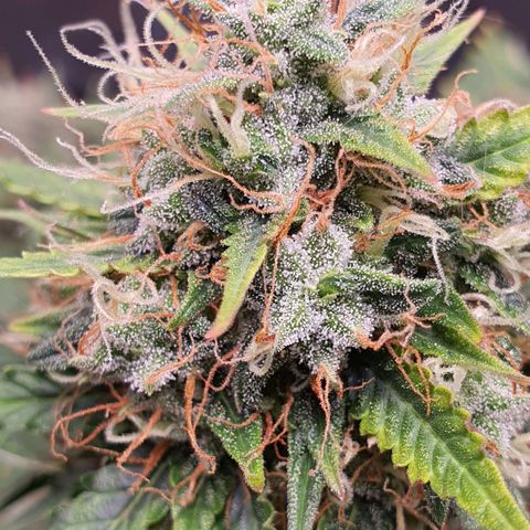 Auto blueberry mazzar  growlog timeline photo