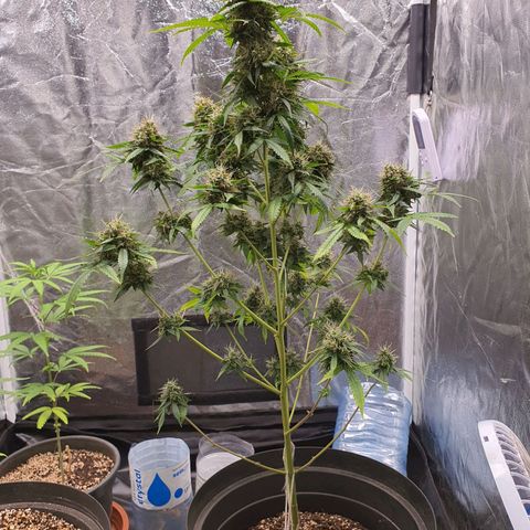 Auto blueberry mazzar  growlog timeline photo