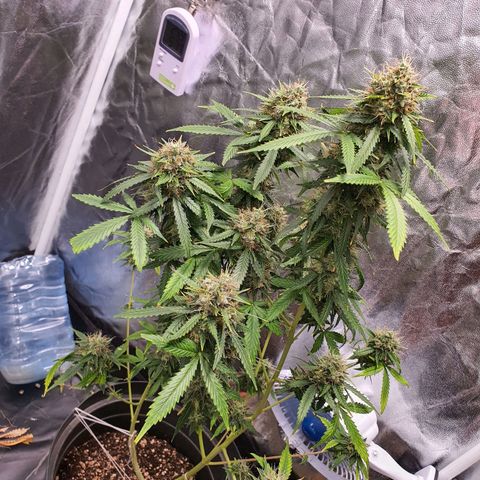 Auto blueberry mazzar  growlog timeline photo