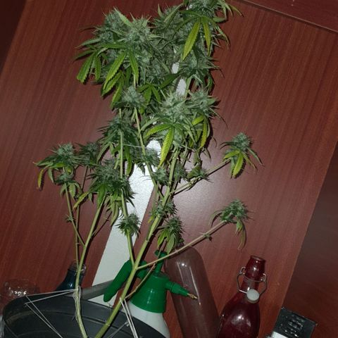 Auto blueberry mazzar  growlog photo: Colheita, cortei do vazo