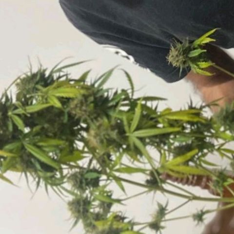 Auto blueberry mazzar  growlog photo: Colheita, cortei do vazo