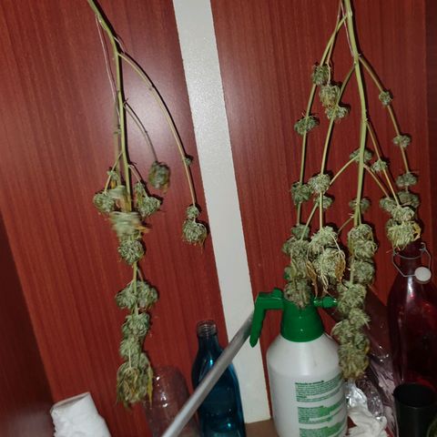 Auto blueberry mazzar  growlog photo: Secagem 