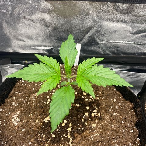 AUTO IMPERIUM X  growlog timeline photo
