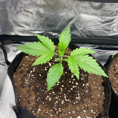 AUTO IMPERIUM X  growlog timeline photo