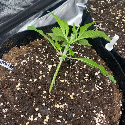 AUTO IMPERIUM X  growlog timeline photo