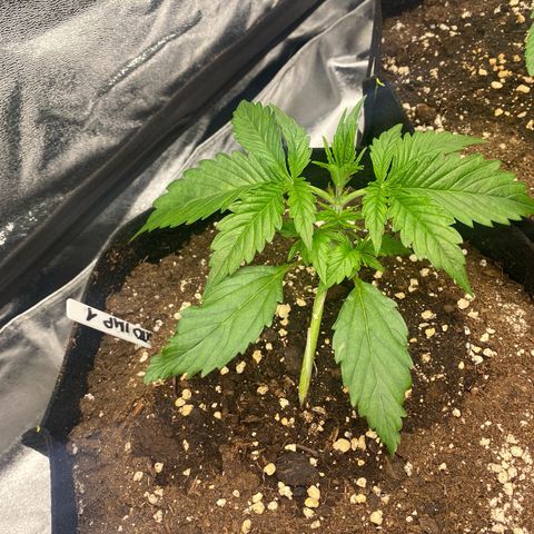 AUTO IMPERIUM X  growlog timeline photo