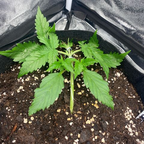 AUTO IMPERIUM X  growlog timeline photo