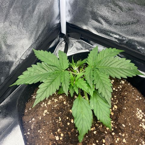 AUTO IMPERIUM X  growlog timeline photo