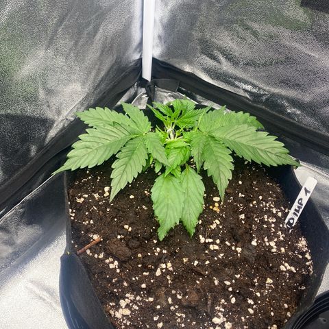 AUTO IMPERIUM X  growlog timeline photo