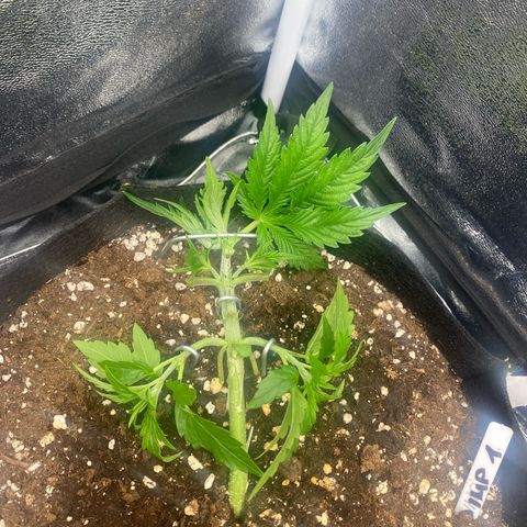 AUTO IMPERIUM X  growlog timeline photo