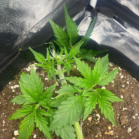 AUTO IMPERIUM X  growlog timeline photo
