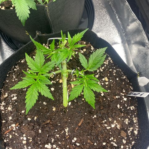 AUTO IMPERIUM X  growlog timeline photo