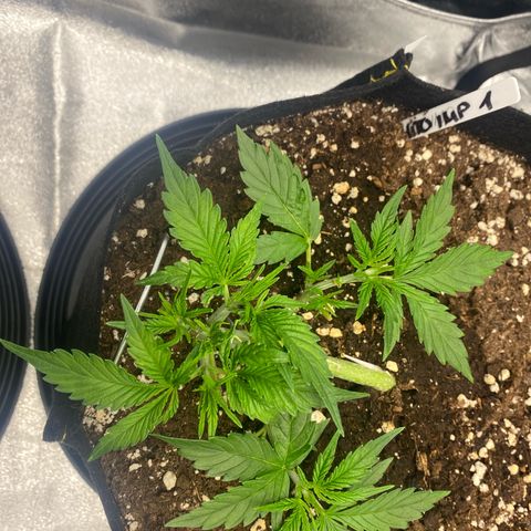AUTO IMPERIUM X  growlog timeline photo
