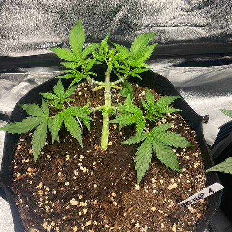 AUTO IMPERIUM X  growlog timeline photo