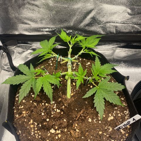AUTO IMPERIUM X  growlog timeline photo