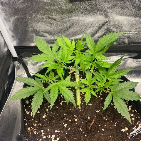 AUTO IMPERIUM X  growlog timeline photo