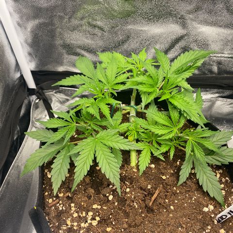AUTO IMPERIUM X  growlog timeline photo