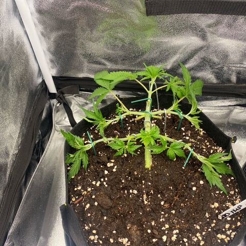 AUTO IMPERIUM X  growlog timeline photo