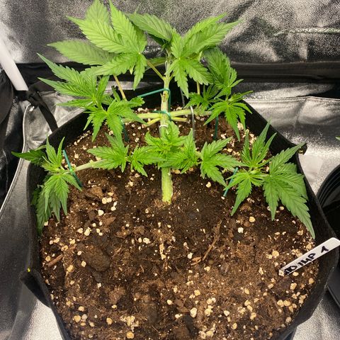 AUTO IMPERIUM X  growlog timeline photo