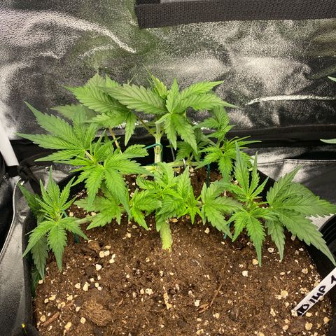 AUTO IMPERIUM X  growlog timeline photo