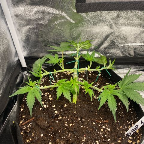 AUTO IMPERIUM X  growlog timeline photo