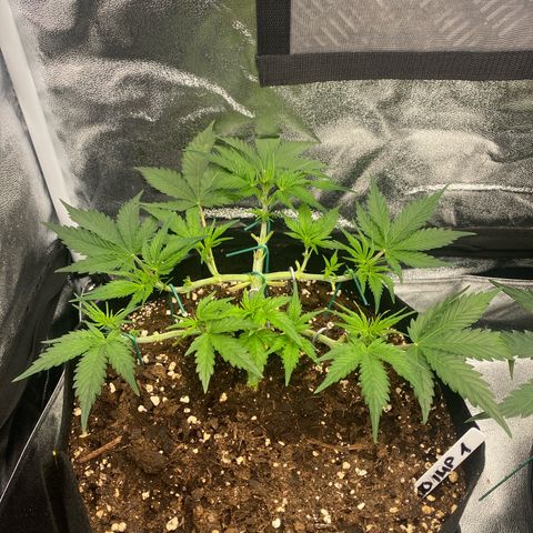 AUTO IMPERIUM X  growlog timeline photo