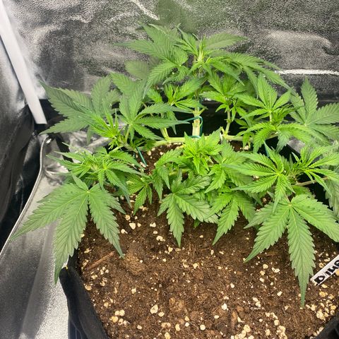 AUTO IMPERIUM X  growlog timeline photo