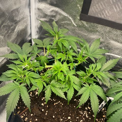 AUTO IMPERIUM X  growlog timeline photo