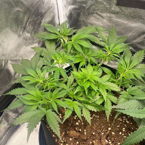 AUTO IMPERIUM X  growlog timeline photo