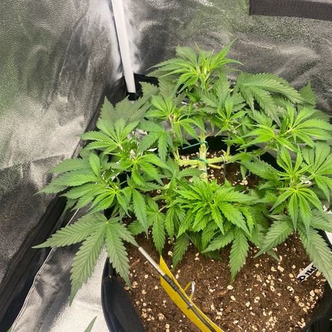 AUTO IMPERIUM X  growlog timeline photo