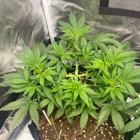 AUTO IMPERIUM X  growlog timeline photo