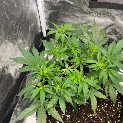 AUTO IMPERIUM X  growlog timeline photo