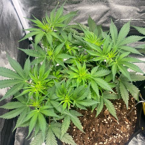AUTO IMPERIUM X  growlog timeline photo