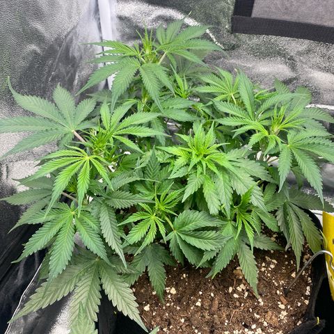 AUTO IMPERIUM X  growlog timeline photo