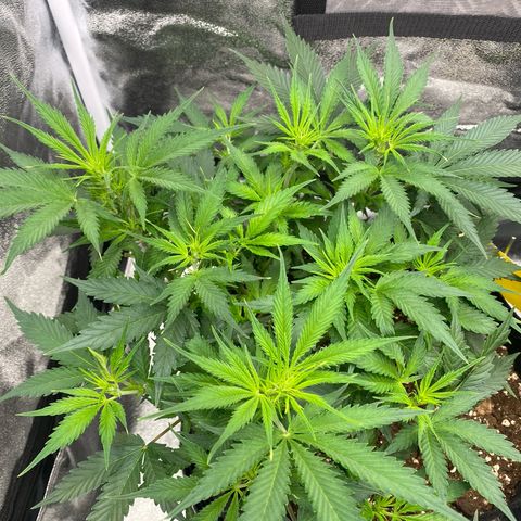 AUTO IMPERIUM X  growlog timeline photo