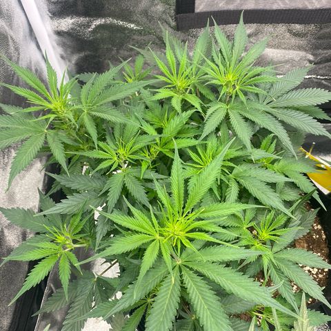 AUTO IMPERIUM X  growlog timeline photo