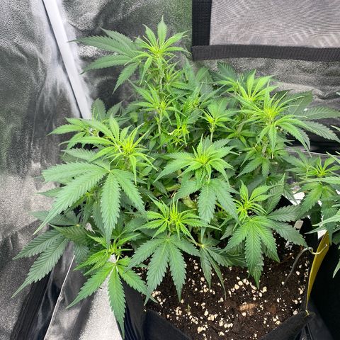 AUTO IMPERIUM X  growlog timeline photo