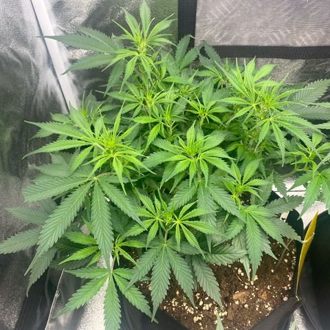 AUTO IMPERIUM X  growlog timeline photo