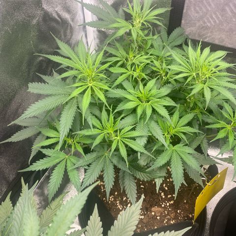 AUTO IMPERIUM X  growlog timeline photo