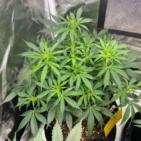 AUTO IMPERIUM X  growlog timeline photo