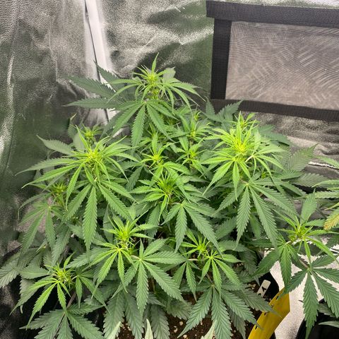 AUTO IMPERIUM X  growlog timeline photo