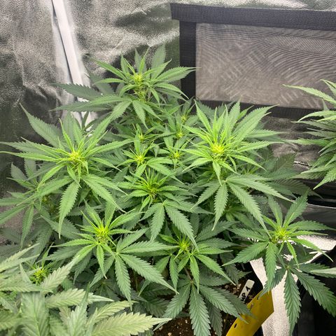AUTO IMPERIUM X  growlog timeline photo