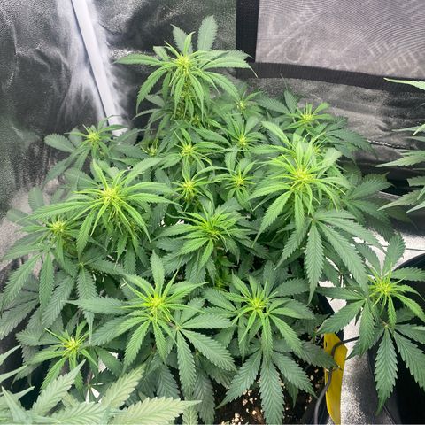 AUTO IMPERIUM X  growlog timeline photo