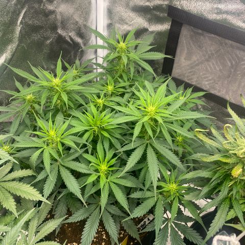 AUTO IMPERIUM X  growlog timeline photo