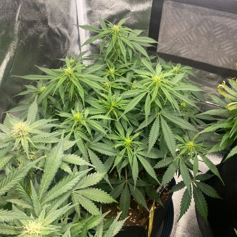 AUTO IMPERIUM X  growlog timeline photo
