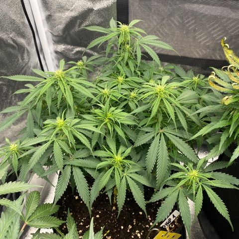 AUTO IMPERIUM X  growlog timeline photo
