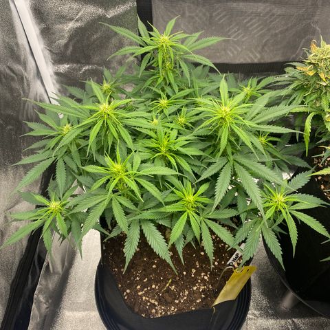 AUTO IMPERIUM X  growlog timeline photo