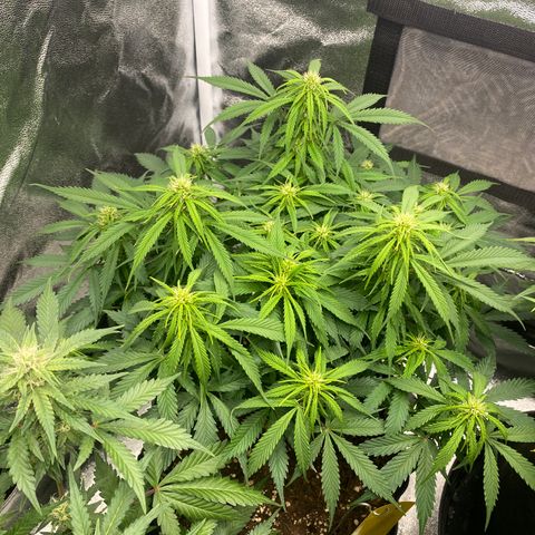 AUTO IMPERIUM X  growlog timeline photo