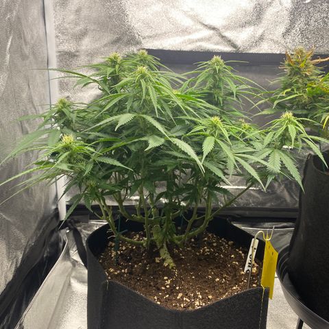 AUTO IMPERIUM X  growlog timeline photo