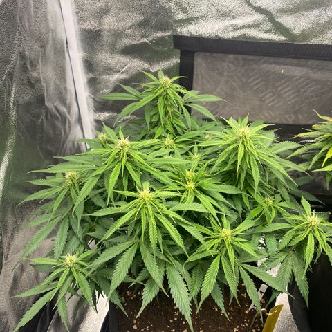 AUTO IMPERIUM X  growlog timeline photo